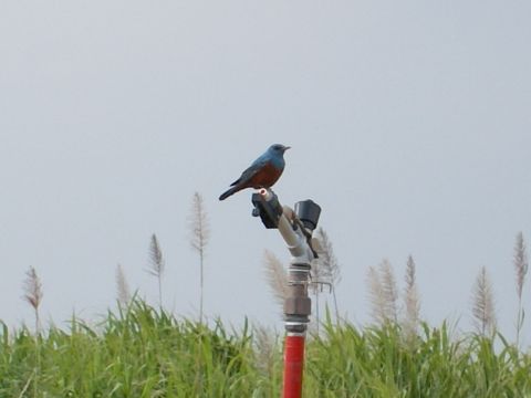blue bird 1.jpg